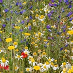 Flowering meadows above Santa Stefano di Sessanio