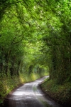 Leafy Tunnel