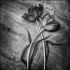 SYMPATHY 1