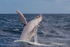 0A3A2634. Humpback Breach 5
