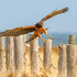 Northern Harrier Juvenile Tantramar Marsh