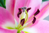 Pink Lily - DSC_4135