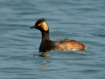 Black-necked Grebe (summer plumage) in sunshine at Farmoor