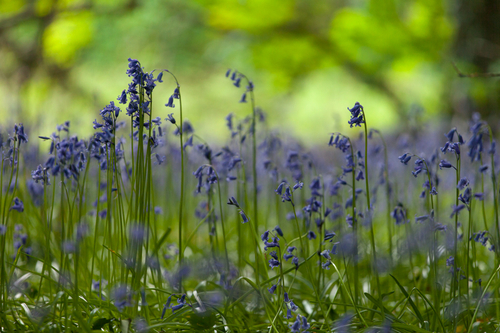 Woodland Bells