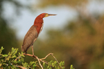 Rufescent Tiger-heron (adult) perched, Corixo Negro, Brazil