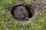 Water Vole