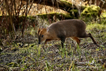 Muntjac Deerl 030216 6a