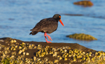 Sooty Oyster Catcher 5