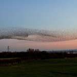 Starlings