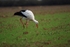 White Stork