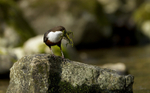 DIPPERS