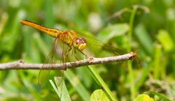 Dragonflies _0018