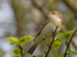 Willow Warbler