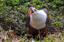 Bird African Fish Eagle