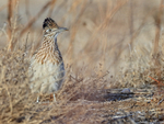 Greater Roadrunner portfolio