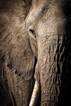 african elephant_RLP144814