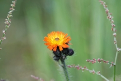 Fife_Orane Hawkweed 0003