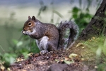 Squirrel 1