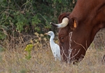 Cattle Egret