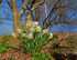 Daffodils on a Hill