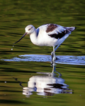 Amreican Avocet