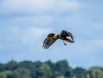 Marsh Harrier