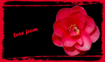 Love from 