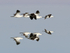 Reflection of Andean Avocets flying, Chaxa, Chile