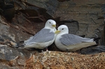 Kittiwakes