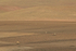 Vicunas foraging in high Andes, Chile