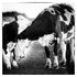Cow and calf