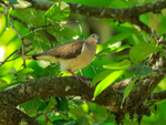 White-tipped Dove portfolio
