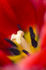 Flower - 6400