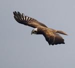 Marsh Harrier