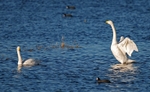 Whooper Swans