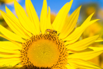 Sunflower Bee 12