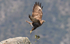 Common Buzzard
