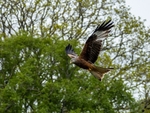 Red Kite