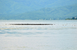 Cormorants