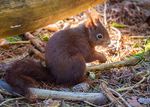 Red Squirrel