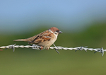 Tree Sparrow