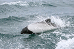 Commerson's Dolphin alongside boat, Falklands