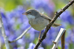 Whitethroat