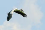 Asian Openbill flying with wings down, Gao Giong, Vietnam