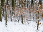 Winter Colour.