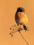 Stonechat (male) perched near the path to the first screen at Otmoor