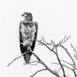 Perched