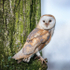 Barney_MG_7441