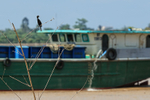 Little Cormorant, Mekong River, Vietnam