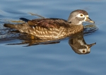 Carolina Duck 2